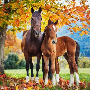 Thoroughbred Innovations Web Services