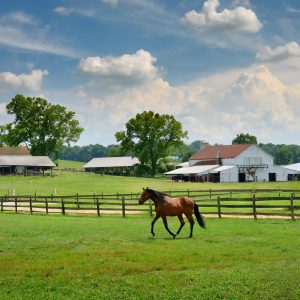 Firefly thoroughbred horse farm in central kentucky 64327