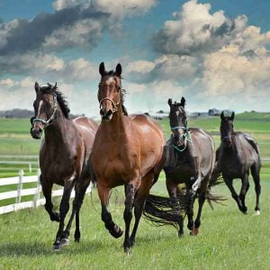 Driving Growth for Central Kentucky Small Businesses: #1 Thoroughbred Innovations Leads the Charge