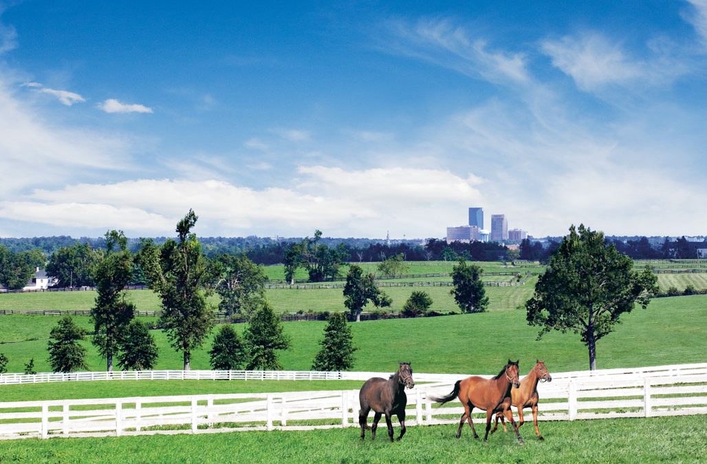 Thoroughbred Innovations Is the Go-To Company for Small Business for Lexington KY Web Design, SEO, and Social Media Management