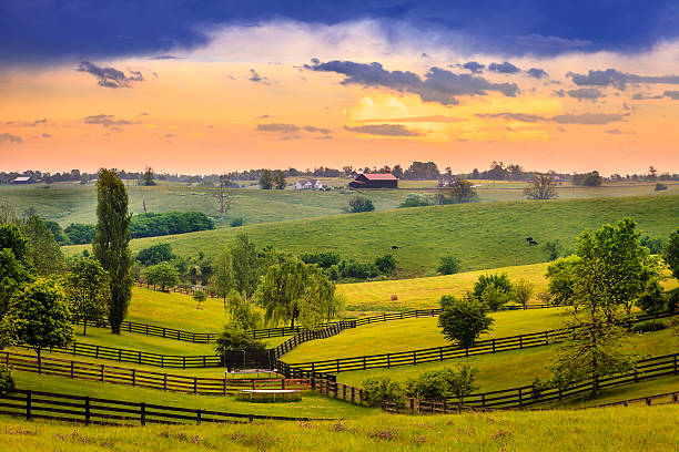 Why Thoroughbred Innovations is the Top SEO Consultant Winchester Businesses Rely On 1 seo consultant winchester