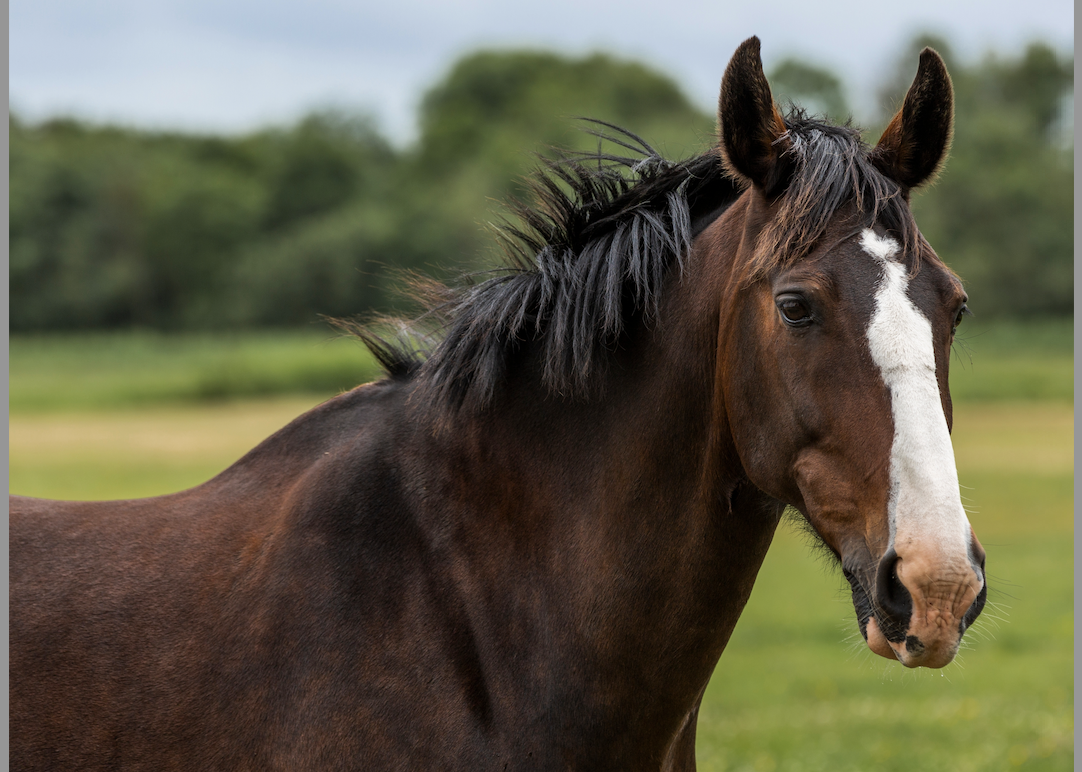 Thoroughbred Innovations Is the Go-To Company for Small Business for Lexington KY Web Design, SEO, and Social Media Management 1 lexington ky web design