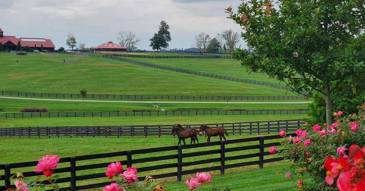 website design lexington